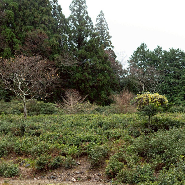 OOLLTEA – Yama Ajisai Blend｜甘茶ブレンド三年番茶スティック 6本入り